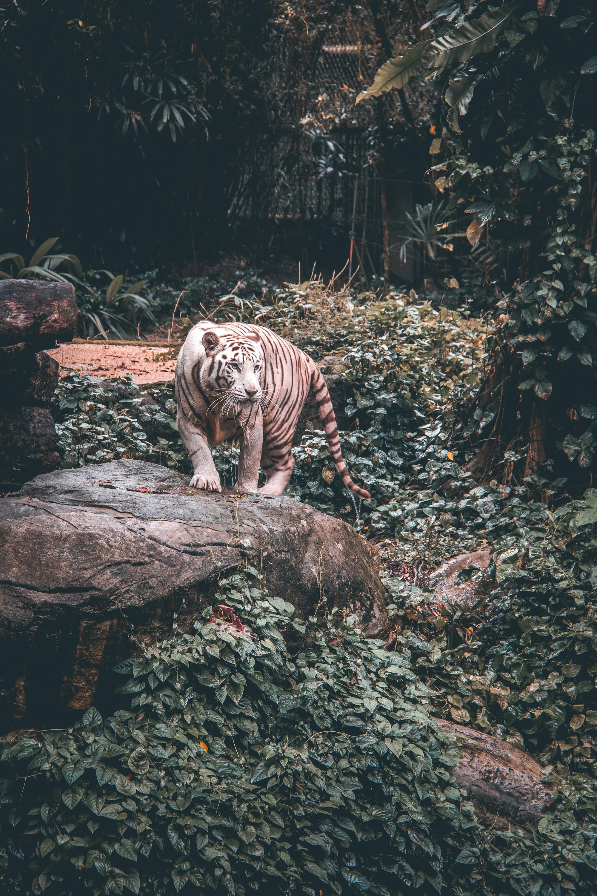 Study Tour Experience at Clark Safari and Adventure Park