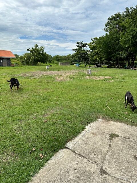 The lawn at ELSA