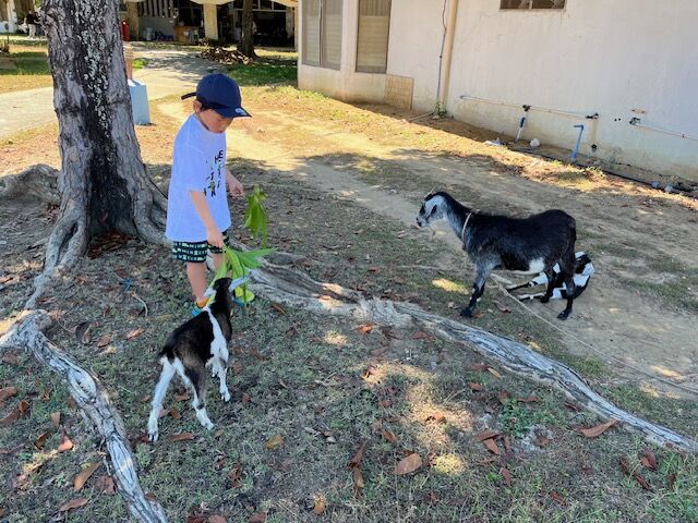 Meeting the animals